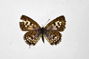  ( - DNAwthTarucus073)  @11 [ ] Copyright (2024) Wolfgang ten Hagen Unspecified