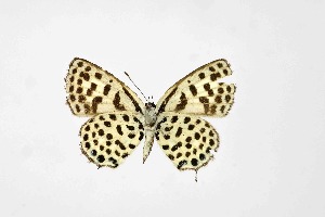  ( - DNAwthTarucus073)  @11 [ ] Copyright (2024) Wolfgang ten Hagen Unspecified