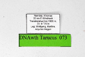  ( - DNAwthTarucus073)  @11 [ ] Copyright (2024) Wolfgang ten Hagen Unspecified