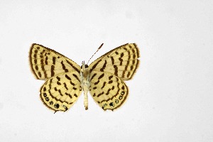  ( - DNAwthTarucus060)  @11 [ ] Copyright (2024) Wolfgang ten Hagen Unspecified