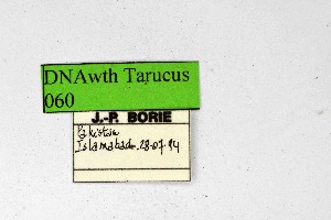  ( - DNAwthTarucus060)  @11 [ ] Copyright (2024) Wolfgang ten Hagen Unspecified