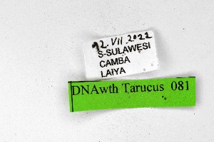  ( - DNAwthTarucus081)  @11 [ ] Copyright (2024) Wolfgang ten Hagen Unspecified