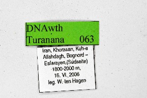 (Turanana cytis - DNAwthTuranana063)  @11 [ ] Copyright (2024) Wolfgang ten Hagen Unspecified