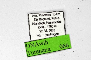  ( - DNAwthTuranana066)  @11 [ ] Copyright (2024) Wolfgang ten Hagen Unspecified