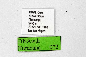  (Turanana anisophtalma - DNAwthTuranana072)  @11 [ ] Copyright (2024) Wolfgang ten Hagen Unspecified