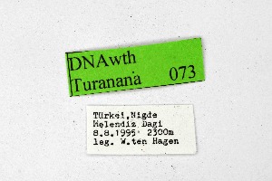  ( - DNAwthTuranana073)  @11 [ ] Copyright (2024) Wolfgang ten Hagen Unspecified