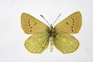  ( - DNAwthPamiria017)  @11 [ ] Copyright (2025) Wolfgang ten Hagen Unspecified