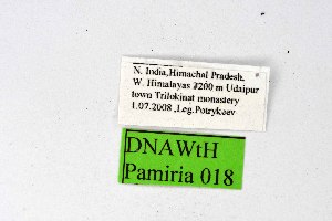  ( - DNAwthPamiria018)  @11 [ ] Copyright (2025) Wolfgang ten Hagen Unspecified