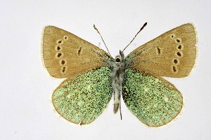  ( - DNAwthPamiria020)  @11 [ ] Copyright (2025) Wolfgang ten Hagen Unspecified