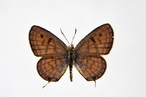  ( - DNAwthTarucus086)  @11 [ ] Copyright (2025) Wolfgang ten Hagen Unspecified