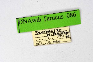  ( - DNAwthTarucus086)  @11 [ ] Copyright (2025) Wolfgang ten Hagen Unspecified
