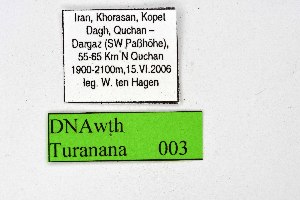  ( - DNAwthTuranana003)  @11 [ ] Copyright (2024) Wolfgang ten Hagen Research Collection of Wolfgang Ten Hagen