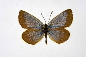  ( - DNAwthPamiria028)  @11 [ ] Copyright (2025) Wolfgang ten Hagen Unspecified