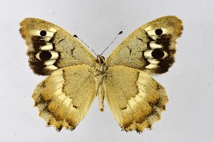  ( - DNAwthChazara045)  @11 [ ] copyright (2025) Wolfgang tenHagen Unspecified