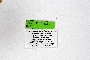  ( - DNAwthChazara045)  @11 [ ] copyright (2025) Wolfgang tenHagen Unspecified