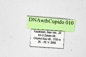  ( - DNAwthCupido010)  @11 [ ] Copyright (2022) Wolfgang ten Hagen Unspecified