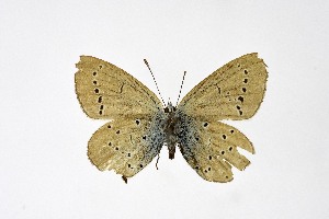  ( - DNAwthCupido053)  @11 [ ] copyright (2022) Wolfgang ten Hagen Unspecified