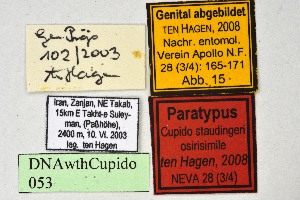  (Cupido staudingeri - DNAwthCupido053)  @11 [ ] copyright (2022) Wolfgang ten Hagen Unspecified