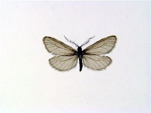  (Heterogynidae - JDF0049)  @14 [ ] Copyright (2007) Vazrick Nazari University of Guelph
