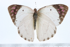  ( - CNCLEP00056764)  @11 [ ] CreativeCommons - Attribution Non-Commercial Share-Alike (2009) Vazrick Nazari Unspecified