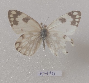  ( - JCH10)  @11 [ ] Copyright (2024) Jan Christian Habel Unspecified