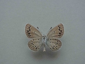  ( - JFC24014)  @11 [ ] Copyright (2024) Jean-Francois Charmeux Unspecified