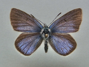  (Neolysandra diana - JFC24097)  @11 [ ] Copyrght (2025) Jean-Fran&ccedil;ois Charmeus Unspecified