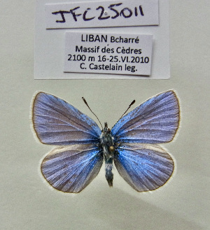  ( - JFC25011)  @11 [ ] Copyright (2025) Jean-François Charmeux Unspecified