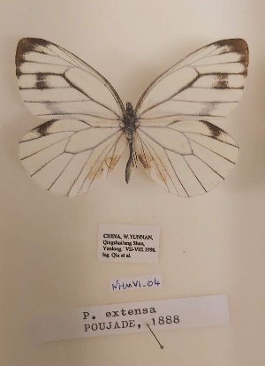  (Pieris extensa - MNHVI-04)  @11 [ ] Copyright (2024) Natural History Museum Vienna, Research Collection Unspecified