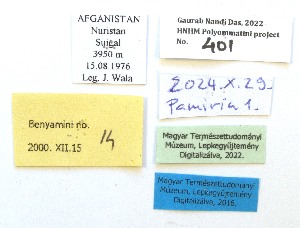  (Pamiria zhdankoi - Balint2024-01)  @11 [ ] Copyrght (2025) Zsolt Balint Hungarian Natural History Museum