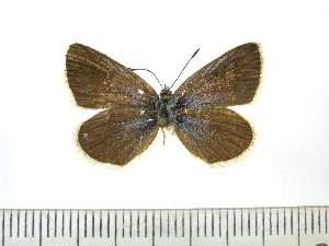  ( - Balint2024-01)  @11 [ ] Copyrght (2025) Zsolt Balint Hungarian Natural History Museum