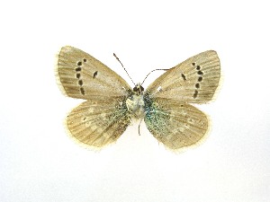  ( - Balint2024-01)  @11 [ ] Copyrght (2025) Zsolt Balint Hungarian Natural History Museum