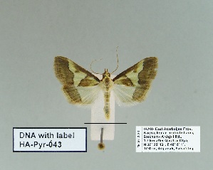 (Phlyctaenomorpha - HA-Pyr-043)  @11 [ ] Copyright (2023) Hayk Mirzayans Insect Museum HMIM