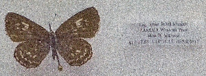  ( - RDwth06)  @11 [ ] Copyright (2025) Robert Ducarme Unspecified