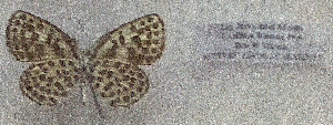  ( - RDwth06)  @11 [ ] Copyright (2025) Robert Ducarme Unspecified