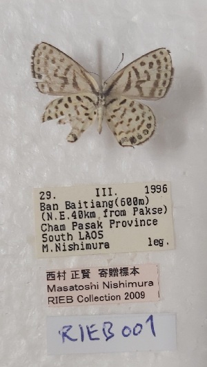  ( - VN-RIEB01)  @11 [ ] Copyrght (2025) Research Institute of Evolutionary Biology, Tokyo, Japan Unspecified