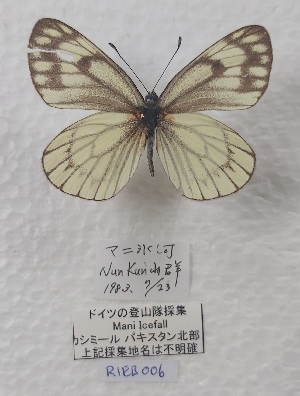  ( - VN-RIEB06)  @11 [ ] Copyrght (2025) Research Institute of Evolutionary Biology, Tokyo, Japan Unspecified