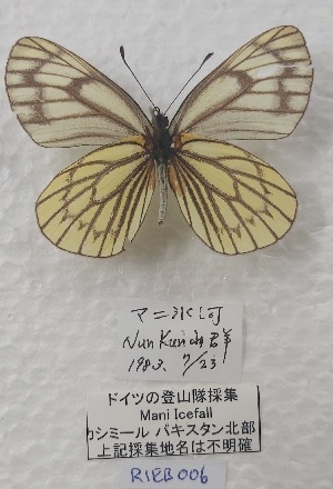  ( - VN-RIEB06)  @11 [ ] Copyrght (2025) Research Institute of Evolutionary Biology, Tokyo, Japan Unspecified