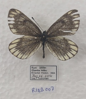  ( - VN-RIEB07)  @11 [ ] Copyrght (2025) Research Institute of Evolutionary Biology, Tokyo, Japan Unspecified