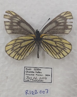  ( - VN-RIEB07)  @11 [ ] Copyrght (2025) Research Institute of Evolutionary Biology, Tokyo, Japan Unspecified