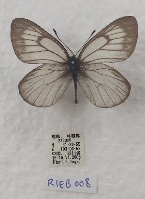  (Aporia signiana - VN-RIEB08)  @11 [ ] Copyrght (2025) Research Institute of Evolutionary Biology, Tokyo, Japan Unspecified