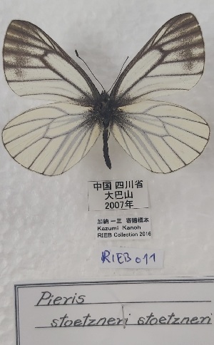  (Pieris stoetzneri - VN-RIEB11)  @11 [ ] Copyrght (2025) Research Institute of Evolutionary Biology, Tokyo, Japan Unspecified