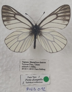  ( - VN-RIEB12)  @11 [ ] Copyrght (2025) Research Institute of Evolutionary Biology, Tokyo, Japan Unspecified