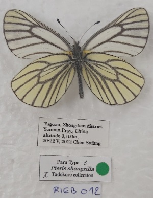  ( - VN-RIEB12)  @11 [ ] Copyrght (2025) Research Institute of Evolutionary Biology, Tokyo, Japan Unspecified