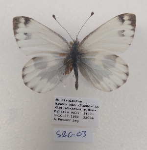  ( - SBG03.1)  @11 [ ] Copyright (2024) Haus der Natur, Salzburg Unspecified