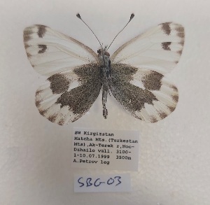  ( - SBG03.1)  @11 [ ] Copyright (2024) Haus der Natur, Salzburg Unspecified