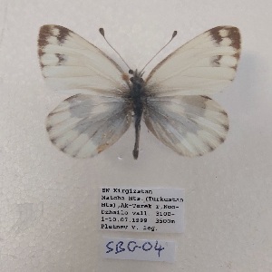  ( - SBG04)  @11 [ ] Copyright (2024) Haus der Natur, Salzburg Unspecified