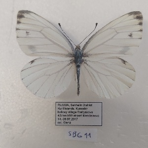  (Pieris tomariana - SBG11)  @11 [ ] Copyright (2024) Haus der Natur, Salzburg Unspecified