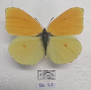  (Gonepteryx eversi - SBG47)  @11 [ ] Copyright (2024) Haus der Natur, Salzburg Unspecified