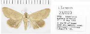  ( - Sumpich23020)  @11 [ ] Copyright (2023) Jan Sumpich National Museum of Natural History, Department of Zoology, Prague